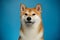 Brutal Red Shiba inu Dog on Blue Background