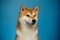 Brutal Red Shiba inu Dog on Blue Background