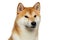 Brutal Red Shiba inu Dog on Isolated White Background