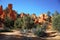 Bryce Canyon Hoodoos, Utah, USA