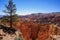 Bryce Canyon Lone Tree over Canyon