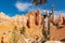 Bryce Canyon - Man standing next to old tree Bristlecone Pine. Scenic view of Pinnacles on Peekaboo hiking trail, Utah