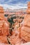 Bryce Canyon National Park, landscape of eroded pink and orange pinnacles