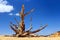 Bryce Canyon National Park, Utah, Bristlecone Pine near Yovimpa Point, Southwest, USA