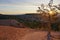 Bryce Canyon National Park Utah sunrise summer spring with small tree and hoodoos