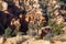 Bryce Canyon - Old tree Bristlecone Pine (Pinus longaeva) with panoramic on sandstone rock formations in Bryce Canyon, USA