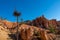 Bryce Canyon - Old tree Bristlecone Pine (Pinus longaeva) with panoramic on sandstone rock formations in Bryce Canyon, USA