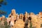 Bryce Canyon - Old tree Bristlecone Pine (Pinus longaeva) with panoramic on sandstone rock formations in Bryce Canyon, USA