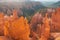 Bryce Canyon - Panoramic morning sunrise view on sandstone rock formation of Thor hammer in Bryce Canyon National Park, Utah,