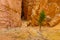 Bryce canyon path view