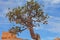 Bryce Limber Pine 2444