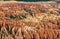 Bryce Point hoodoos landscapes, Bryce Canyon National Park