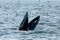 Bryde\'s whale