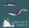 Bryde`s Whale Cartoon Vector Illustration