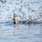 Bryde`s whale feeding with seagulls eat small fish from the mout