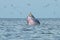 Bryde\'s whale jump from the water