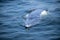 Bryde's Whale quickly swims to the water's surface to exhale by blowing the water into the air.