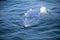 Bryde's Whale quickly swims to the water's surface to exhale by blowing the water into the air.