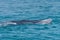 Bryde whale