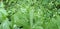 Bryonia dioica, Bryonia cretica green leaf Rain drops on the leaves gaden plant cute leaf
