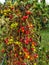 Bryonia dioica, common names red bryony and white bryony.