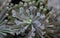 Bryophyllum delagoensis blooms