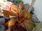 Bryophyllum pinnatum  Patharchatta Kidney Stone Live Plant