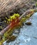 Bryophyta or leaf moss that srows and attaches to stones, this moss is green.