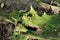 Bryophytes growing on fallen tree trunk in the forest