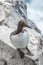 BrÃ¼nnich`s guillemot colonies on the Latrabjarg cliffs, Western