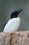 BrÃ¼nnich\'s Guillemot, Uria lomvia, white bird with black head sitting on the rock, Svalbard, Norway