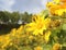 Bua Tong flowers at Doi Mae U Kho, nature-oriented attractions in Mae Hong Son Province,Thailand.