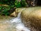 Bua Tong sticky waterfalls close to Chiang Mai in north Thaila