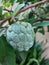 buah sarikaya or custard apple balanagar or sharifa fruit or shareefa or international dragon fruit or sugar apple