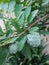 buah sarikaya or custard apple balanagar or sharifa fruit or shareefa or international dragon fruit or sugar apple