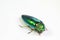 Buautiful buprestis beetle  on white background