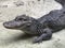Buaya Yangtze river chinese alligator on sand