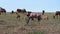 Bubal antelopes graze