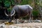 Bubalus arnee in the zoo.