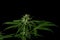 Bubba kush variety of medical marijuana