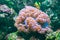 Bubble Coral Plerogyra sinuosa