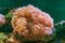 Bubble Coral Plerogyra sinuosa