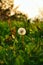 Bubble flower Dandelions in the field ready to be blown away, white flower on the green field with sunset in background