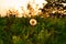 Bubble flower Dandelions in the field ready to be blown away, white flower on the green field with sunset in background