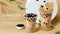 Bubble milk tea ads