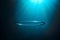 Bubble ring underwater in ocean