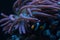 bubble tip anemone move poison tentacles in flow, pink fluorescent animal coexist and protect Clark\\\'s anemonefish