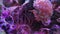 Bubble-tip anemone, pink acropora corals, aquarium