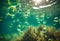 Bubbles and bokeh underwater in clear green ocean of California