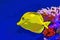 Bubbles, the yellow tang fish illustration